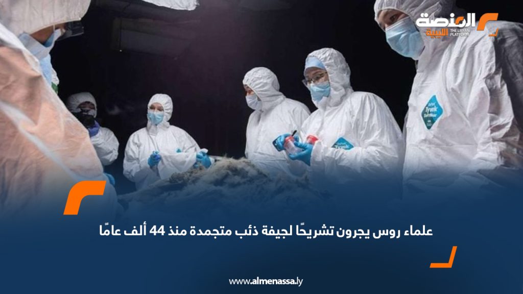 علماء روس يجرون تشريحًا لجيفة ذئب متجمدة منذ 44 ألف عامًا 1 Wide Web 1364 علماء روس يجرون تشريحًا لجيفة ذئب متجمدة منذ 44 ألف عامًا