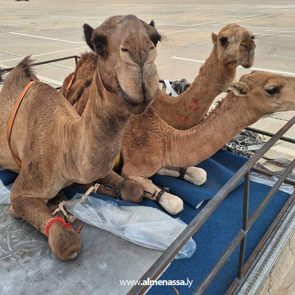 وزارة الزراعة بالحكومة الليبية تستقبل شحنة إبل لغرض التربية 3 Extra 44