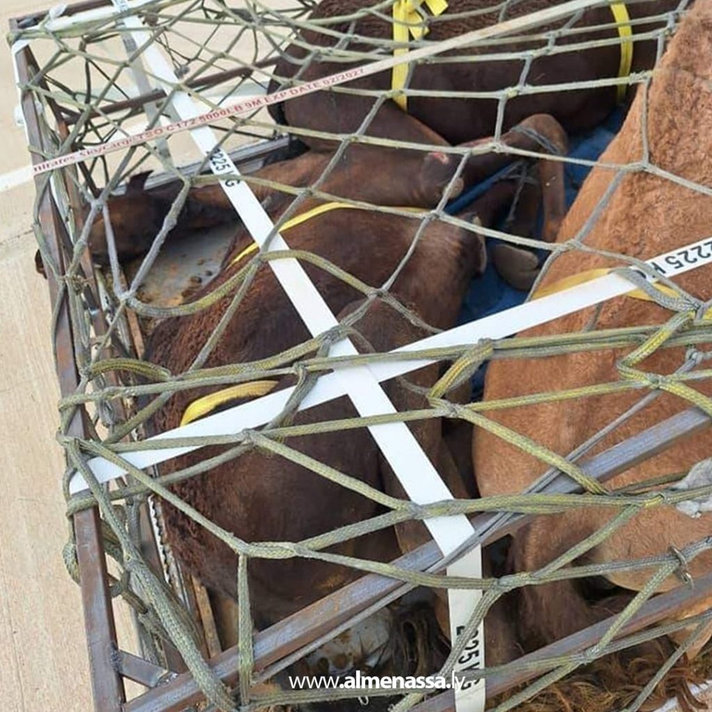 وزارة الزراعة بالحكومة الليبية تستقبل شحنة إبل لغرض التربية 4 Extra1 50