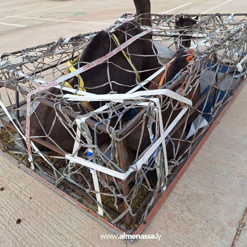 وزارة الزراعة بالحكومة الليبية تستقبل شحنة إبل لغرض التربية 1 Extra2 48