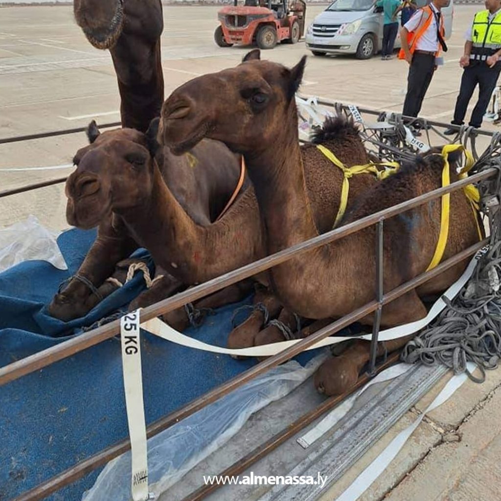 وزارة الزراعة بالحكومة الليبية تستقبل شحنة إبل لغرض التربية 2 Extra3 33