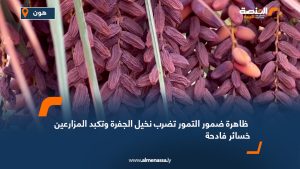 ظاهرة ضمور التمور تضرب نخيل الجفرة وتكبد المزارعين خسائر فادحة