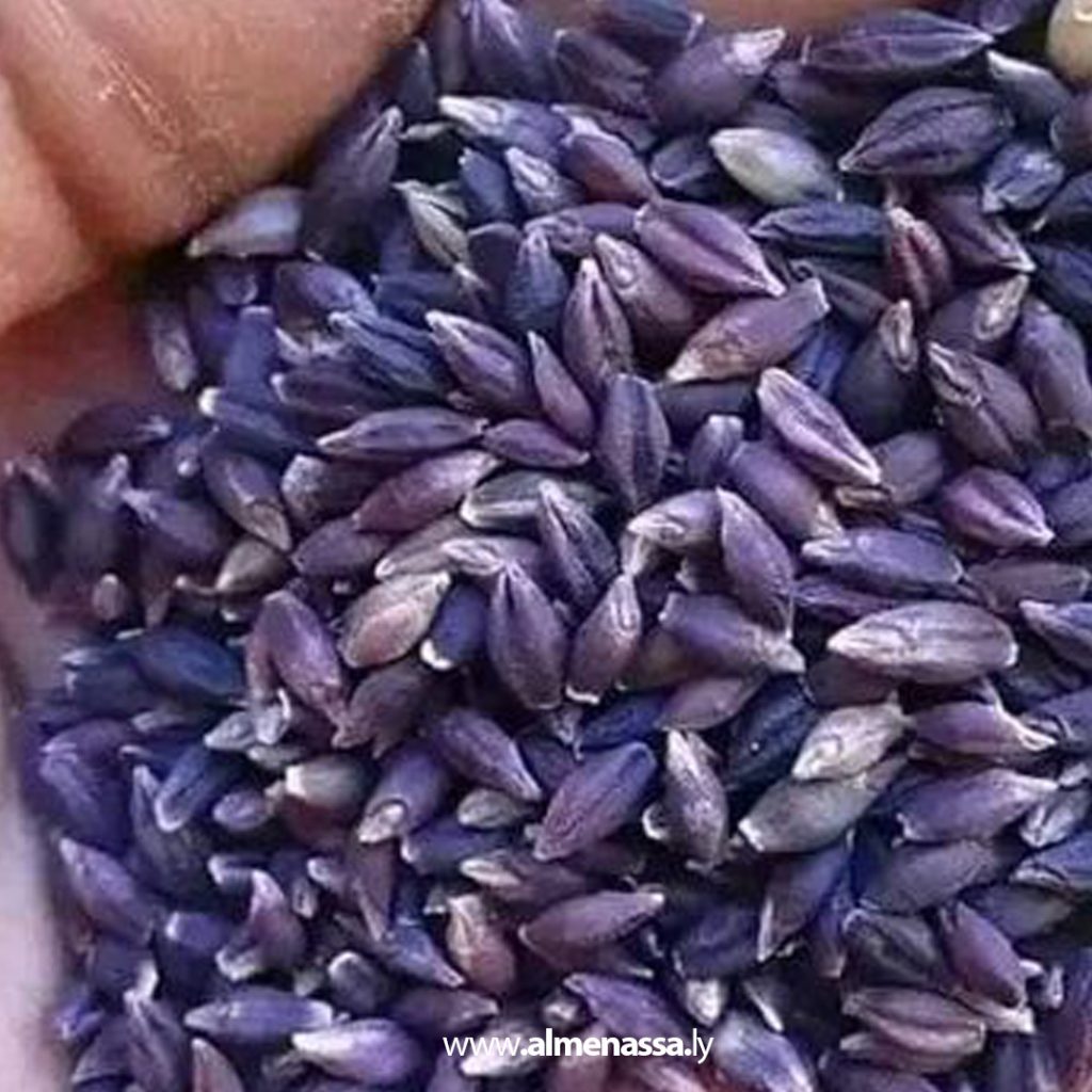 01 30 بالصور.. شعير التاريدة في ليبيا.. أنواعه وتاريخه ومناطق زراعته وتميز البلاد به