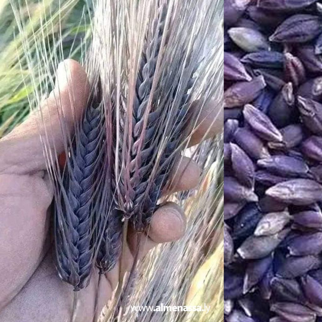 02 23 بالصور.. شعير التاريدة في ليبيا.. أنواعه وتاريخه ومناطق زراعته وتميز البلاد به
