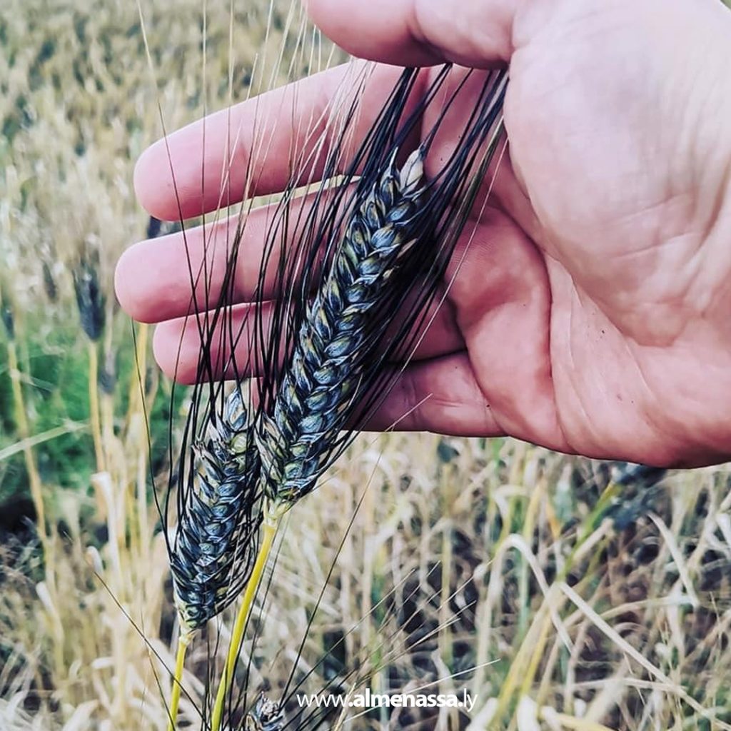 3 7 بالصور.. شعير التاريدة في ليبيا.. أنواعه وتاريخه ومناطق زراعته وتميز البلاد به