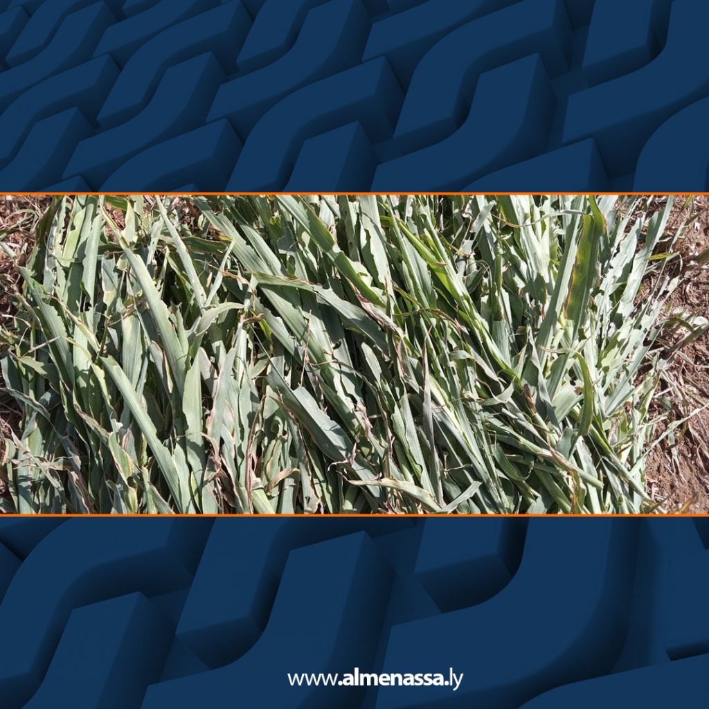 Extra 201 حملة لمكافحة الجراد الصحراوي ببلدية تراغن