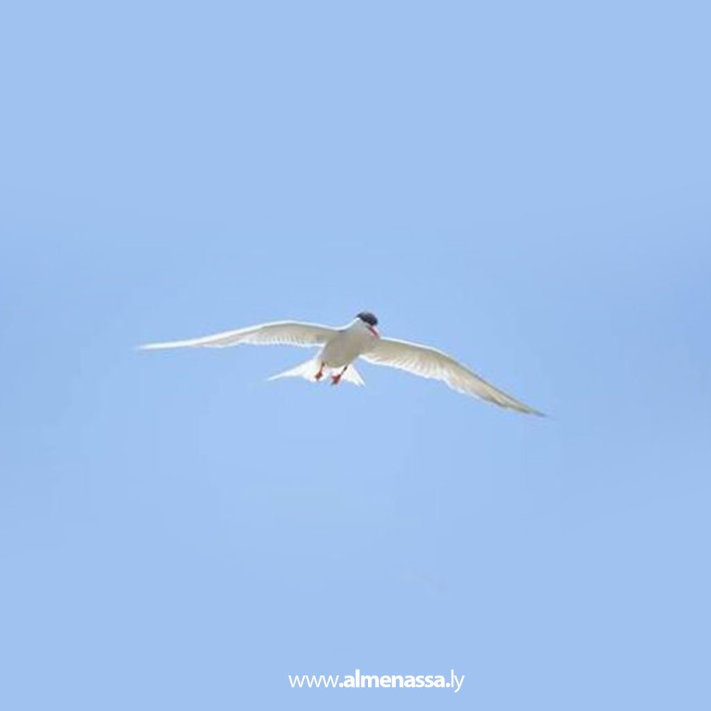 Extra 221 اليوم العالمي للطيور المهاجرة بين التهديدات التي تواجهها وفوائدها للطبيعة