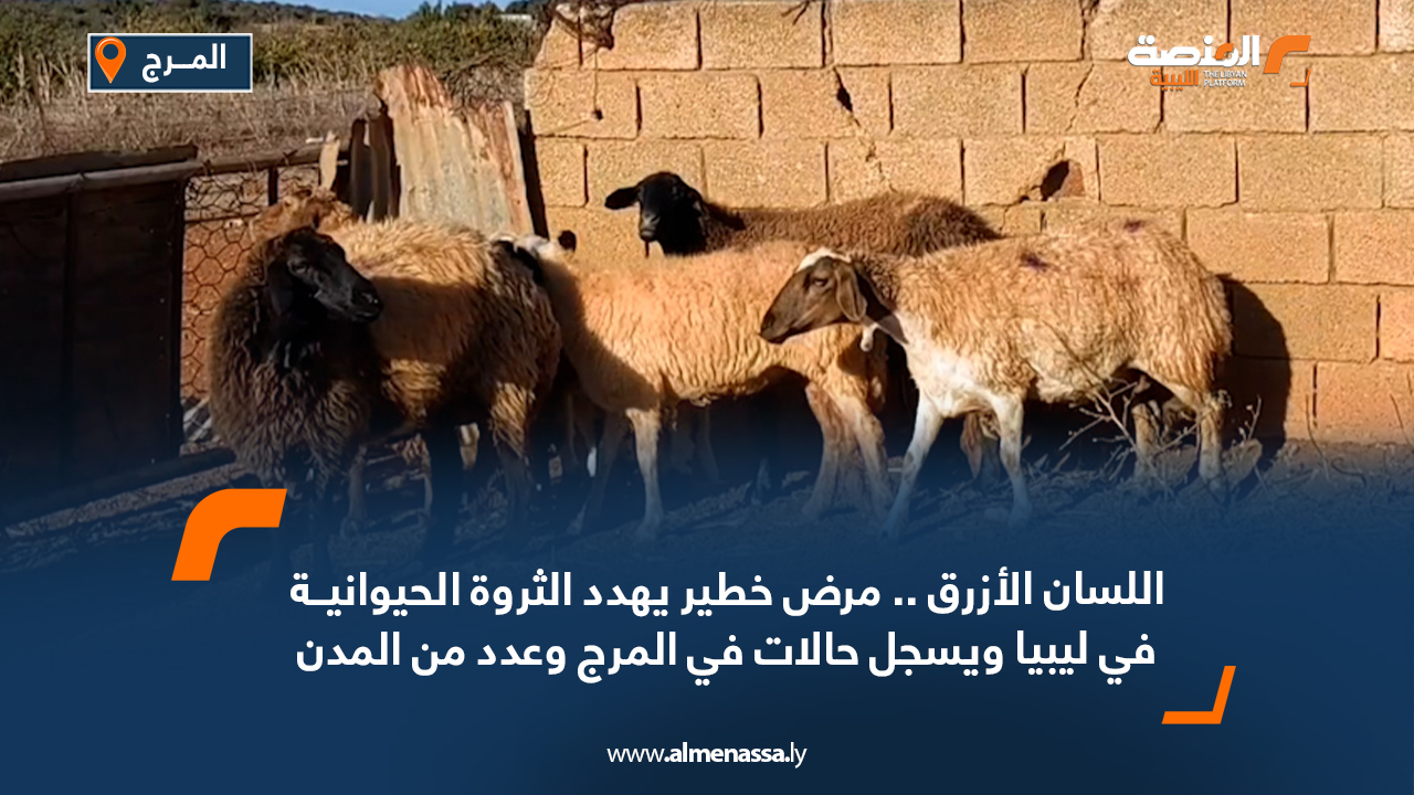 اللسان الأزرق.. مرض خطير يهدد الثروة الحيوانية في ليبيا ويسجل حالات في المرج وعدد من المدن