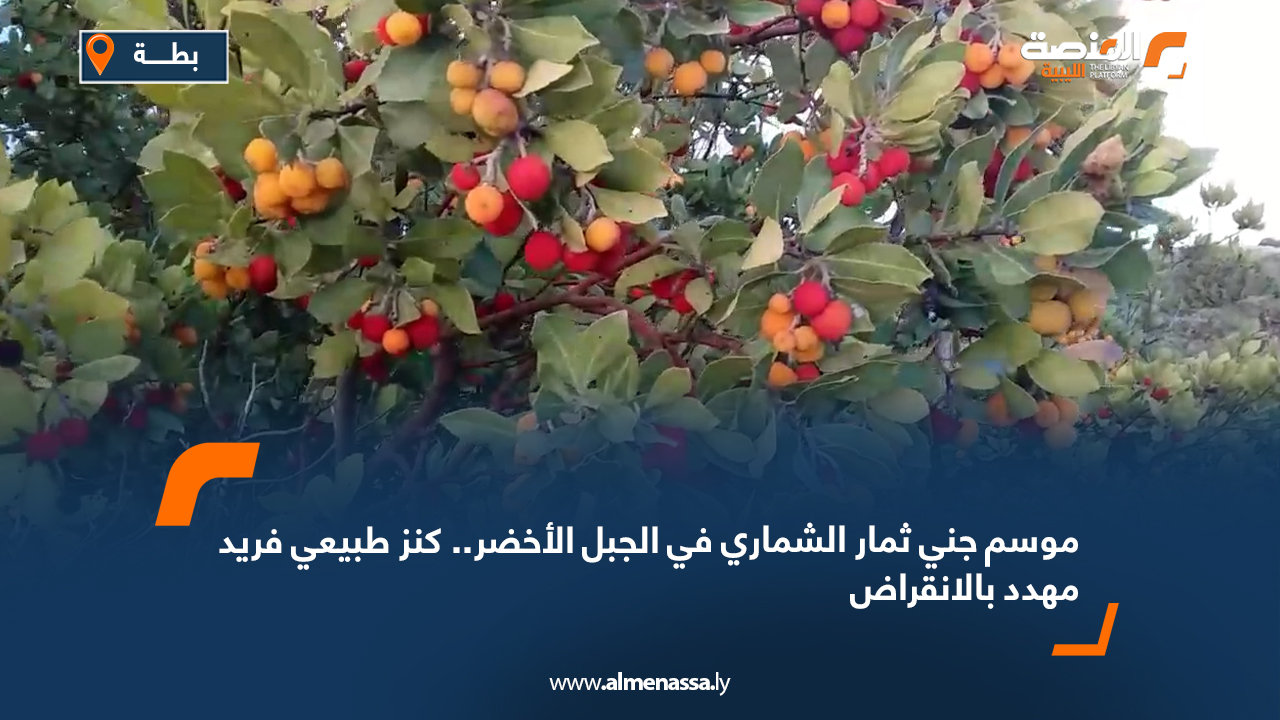موسم جني ثمار الشماري في الجبل الأخضر.. كنز طبيعي فريد مهدد بالانقراض