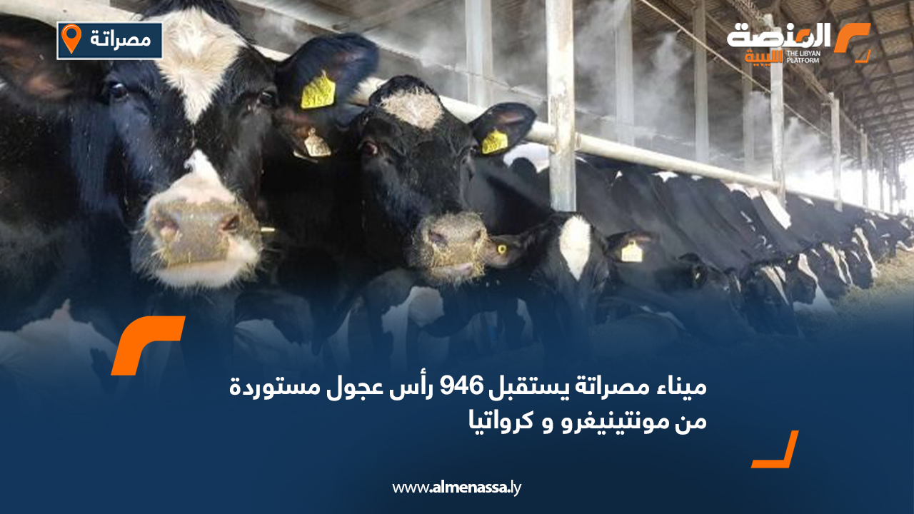 ميناء مصراتة يستقبل 946 رأس عجول مستوردة من مونتينيغرو وكرواتيا