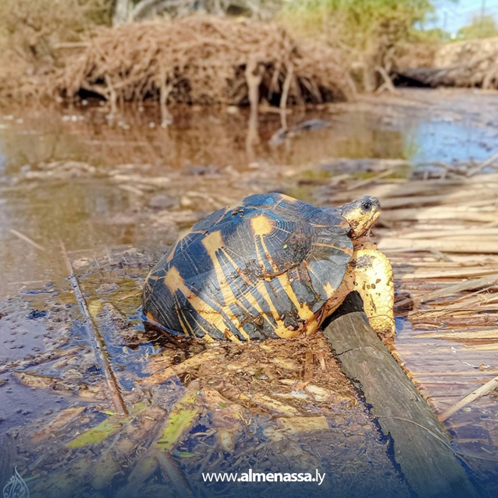 ext 42 متطوعون ينقذون 10000 سلحفاة مهددة بالانقراض في مدغشقر