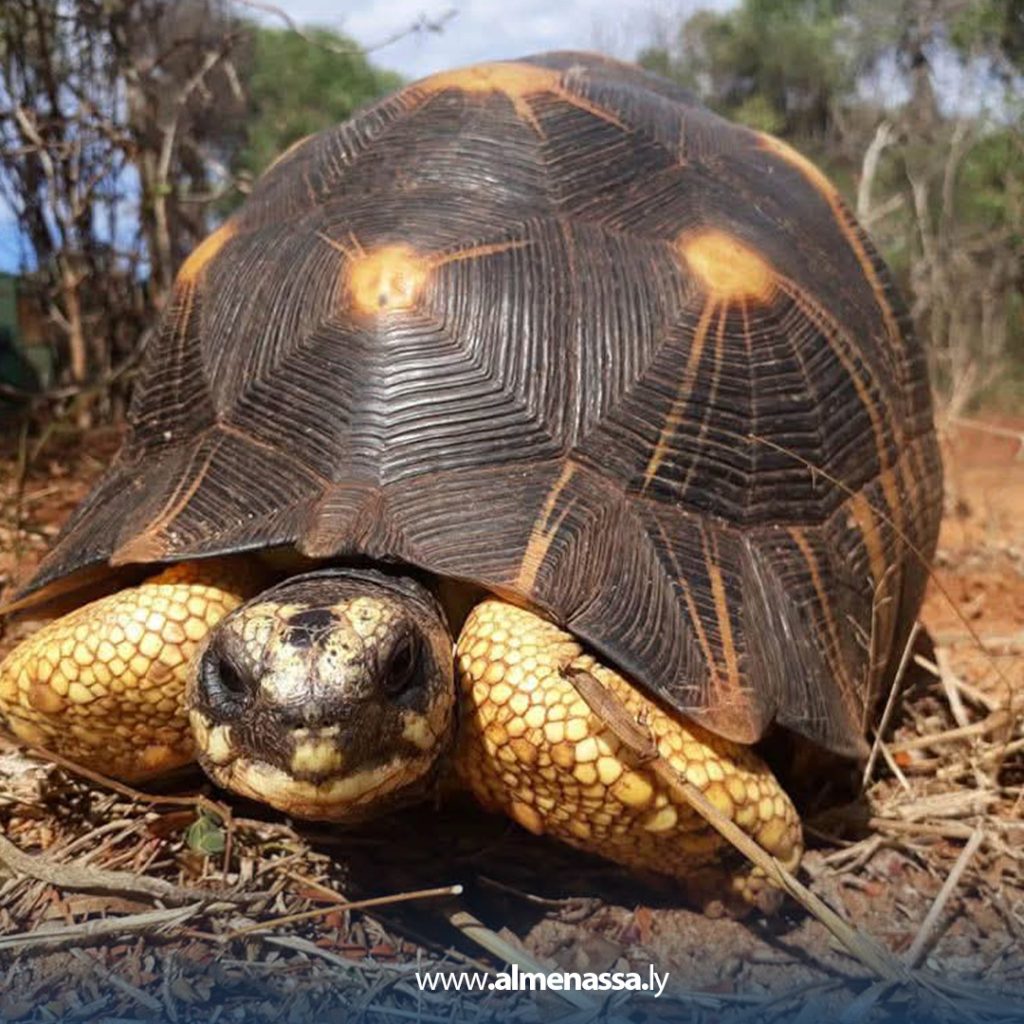 ext3 5 متطوعون ينقذون 10000 سلحفاة مهددة بالانقراض في مدغشقر