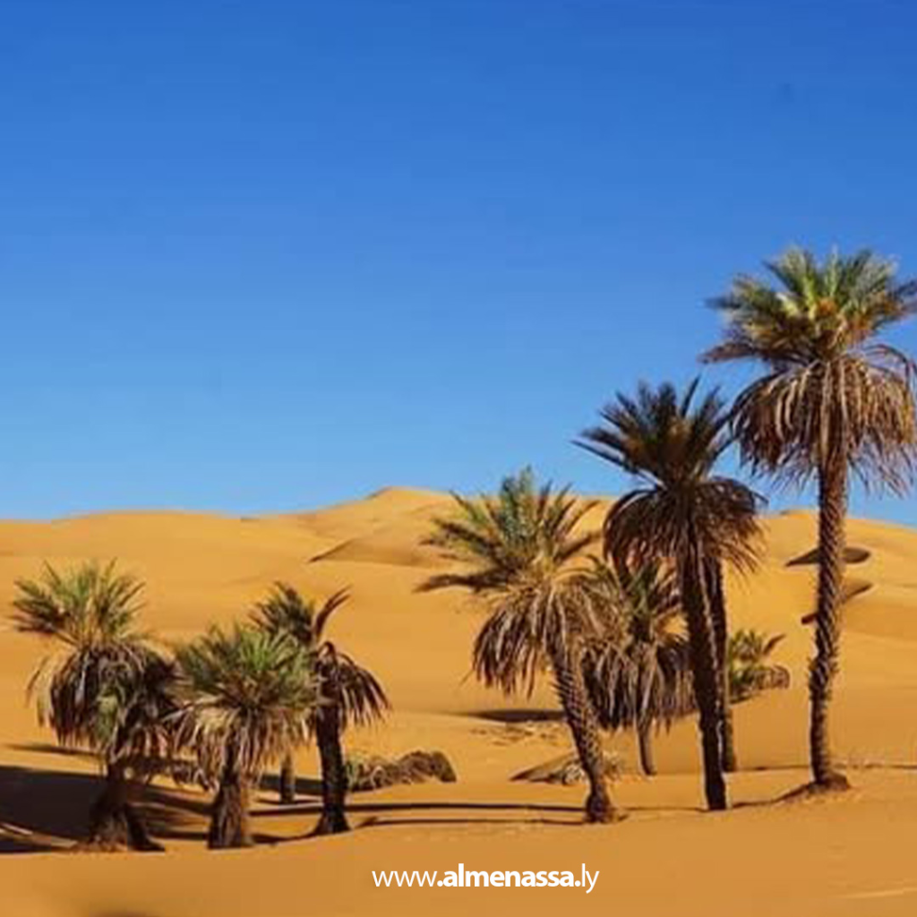 image 13 Trees that Flourish in the Heart of the Libyan Desert