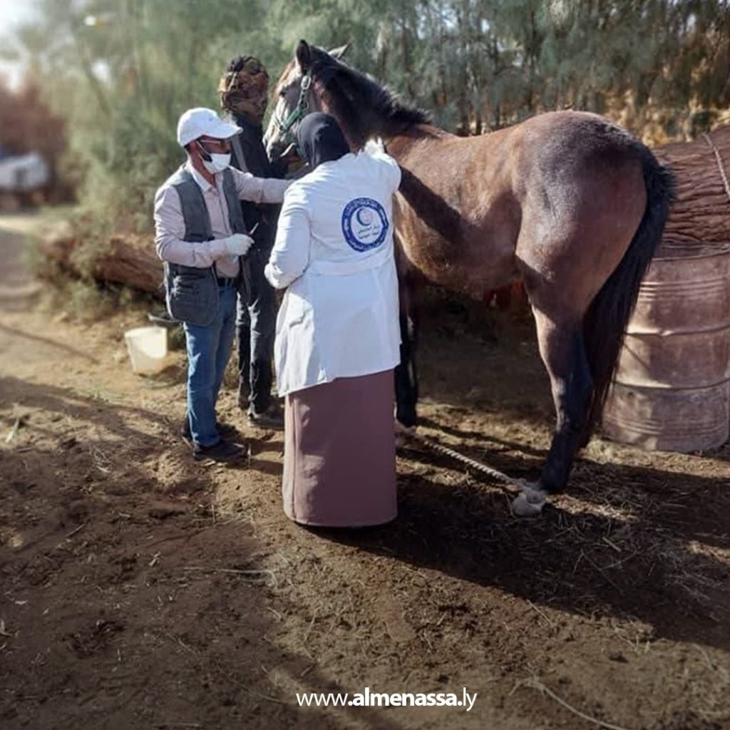 e1 تحصين الخيول ضد إنفلونزا الخيل والكزاز في المنطقة الجنوبية