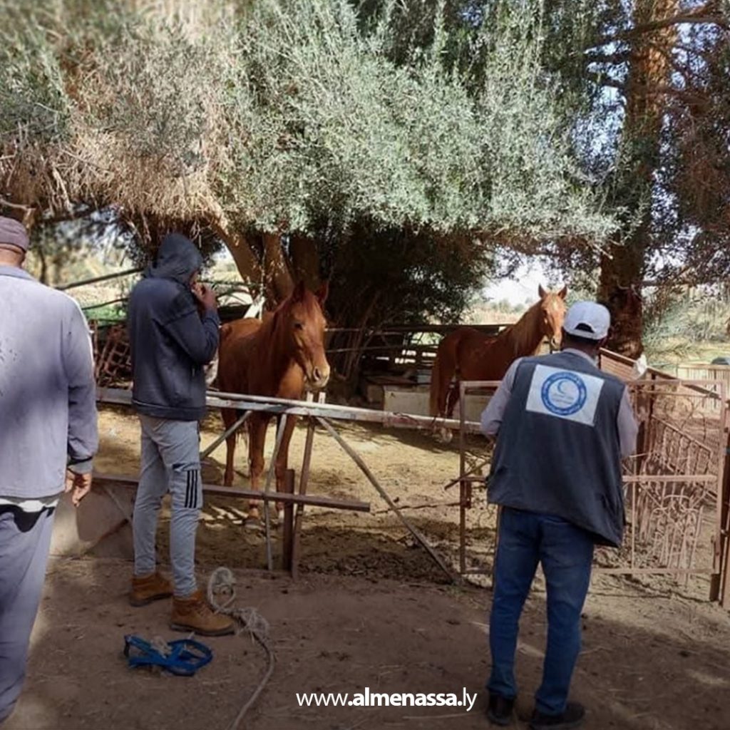 e2 تحصين الخيول ضد إنفلونزا الخيل والكزاز في المنطقة الجنوبية