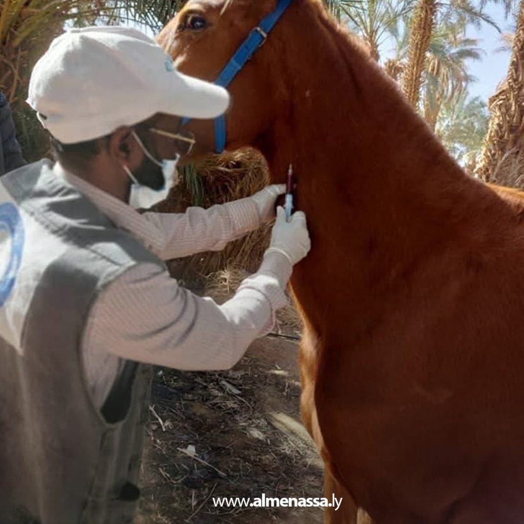 e3 تحصين الخيول ضد إنفلونزا الخيل والكزاز في المنطقة الجنوبية