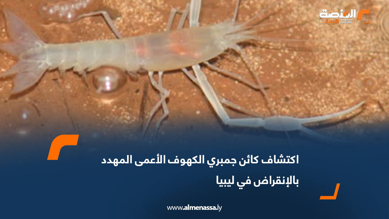 اكتشاف كائن جمبري الكهوف الأعمى المهدد بالإنقراض في ليبيا