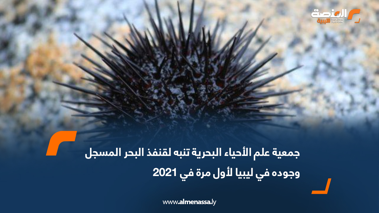 جمعية علم الأحياء البحرية تنبه لقنفذ البحر المسجل وجوده في ليبيا لأول مرة في 2021