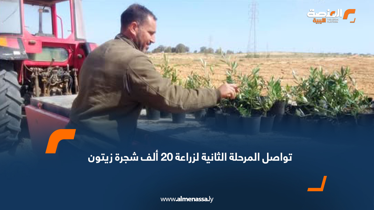 تواصل المرحلة الثانية لزراعة 20 ألف شجرة زيتون