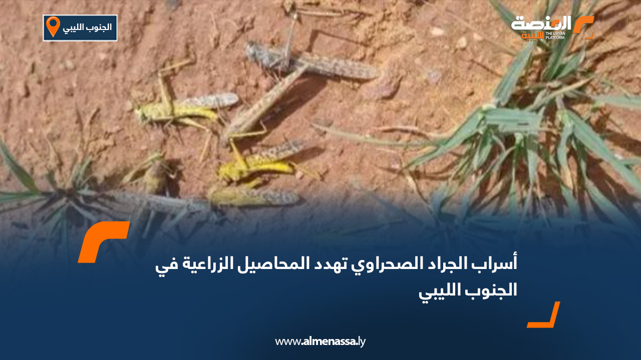 أسراب الجراد الصحراوي تهدد المحاصيل الزراعية في الجنوب الليبي