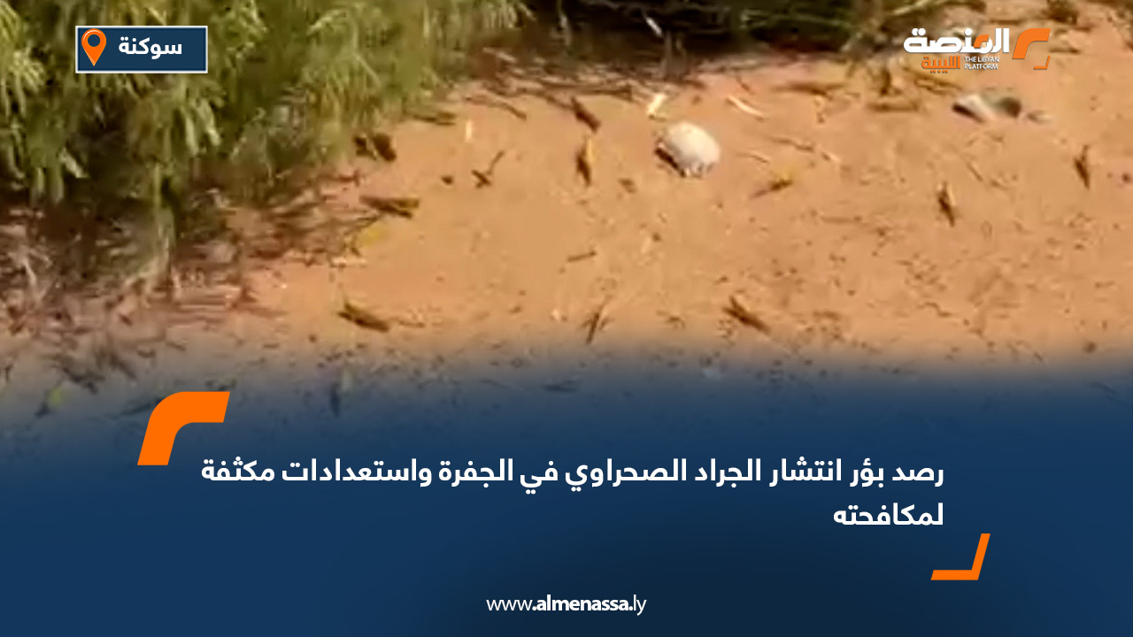 رصد بؤر انتشار الجراد الصحراوي في الجفرة واستعدادات مكثفة لمكافحته