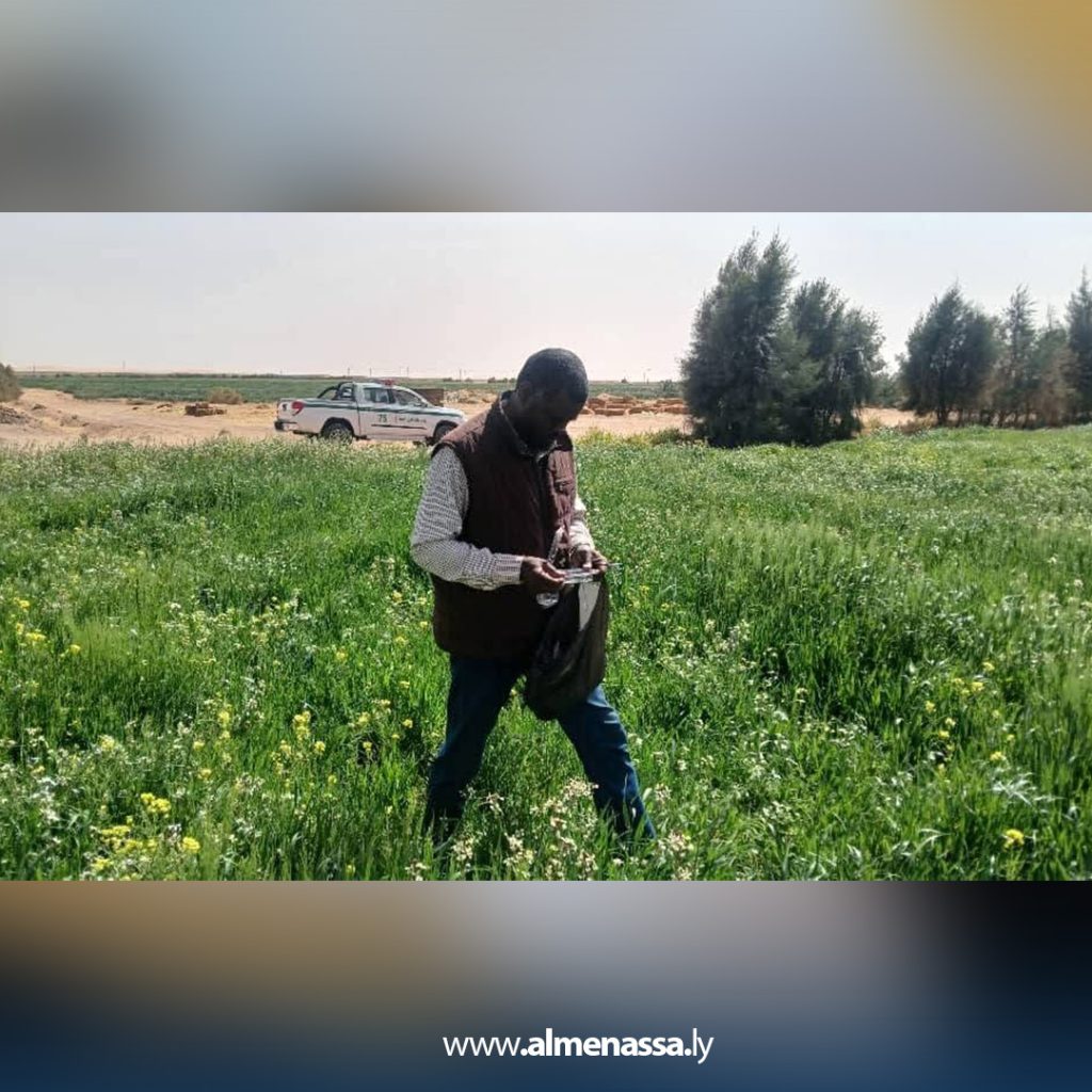 بيلى 7 دراسة: الجراد الصحراوي يهدد المزارع في الجنوب الليبي ويسبب خسائر اقتصادية كبيرة