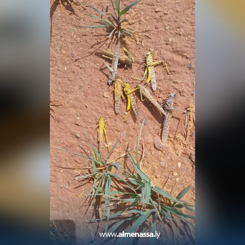 يبلا 4 دراسة: الجراد الصحراوي يهدد المزارع في الجنوب الليبي ويسبب خسائر اقتصادية كبيرة