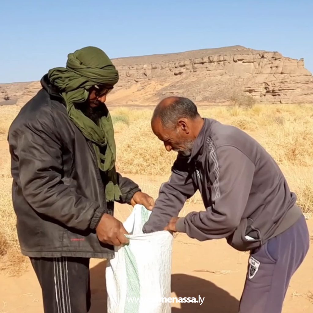 01 63 Wadi Atba's green gold: Wormwood, a desert plant with therapeutic and environmental benefits