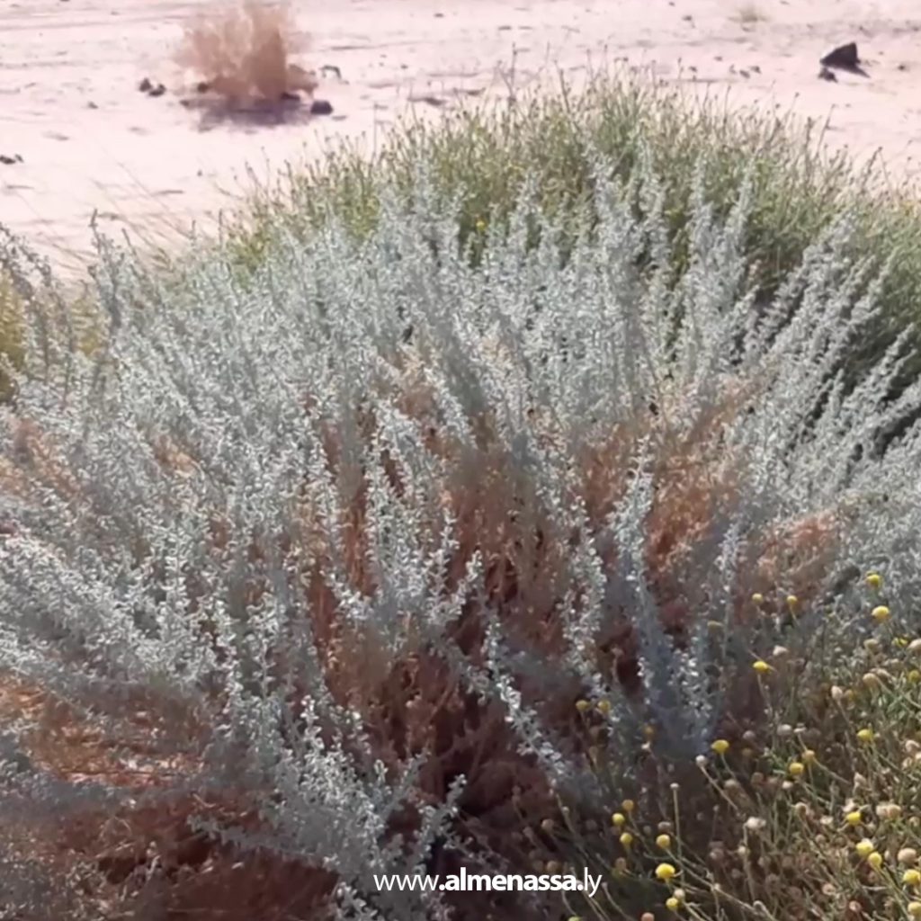 02 62 Wadi Atba's green gold: Wormwood, a desert plant with therapeutic and environmental benefits
