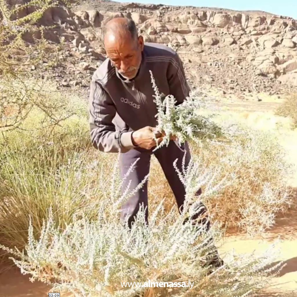 03 51 Wadi Atba's green gold: Wormwood, a desert plant with therapeutic and environmental benefits