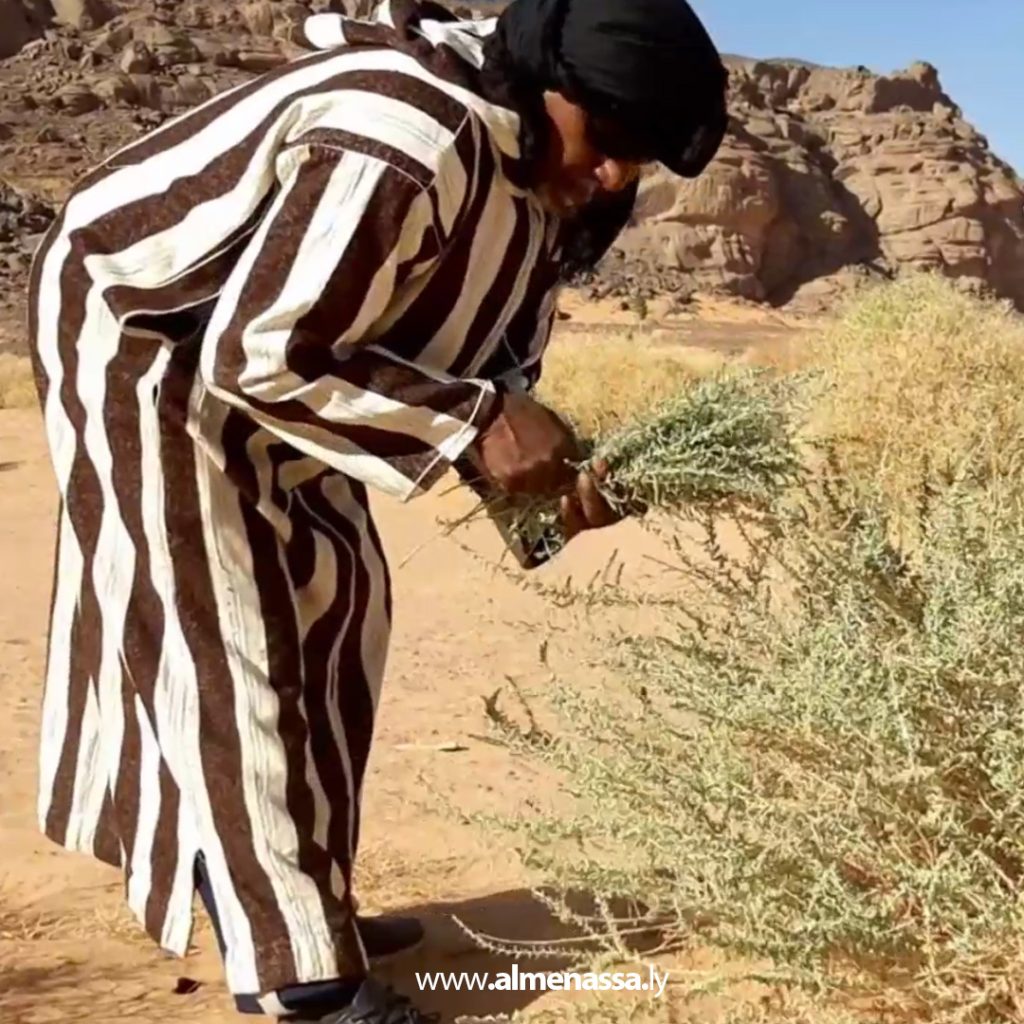 04 45 Wadi Atba's green gold: Wormwood, a desert plant with therapeutic and environmental benefits