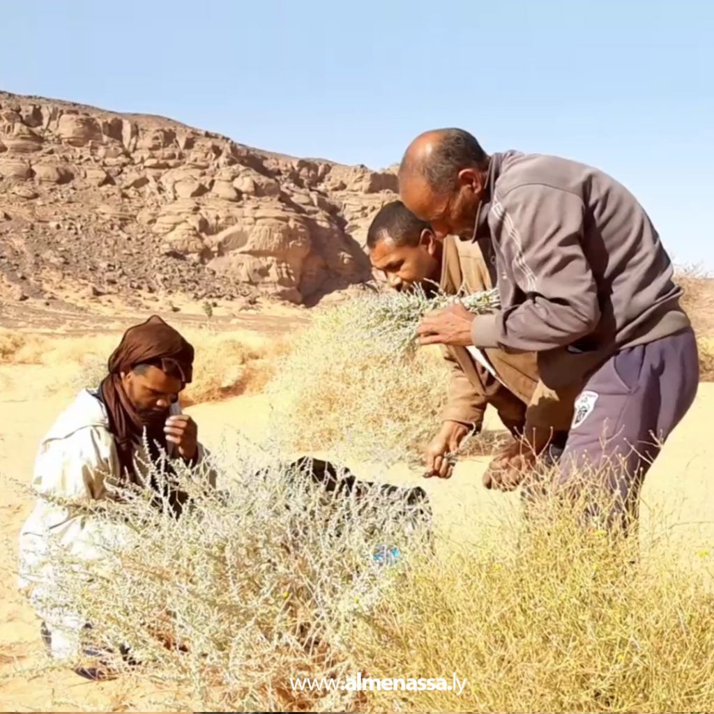 05 29 Wadi Atba's green gold: Wormwood, a desert plant with therapeutic and environmental benefits