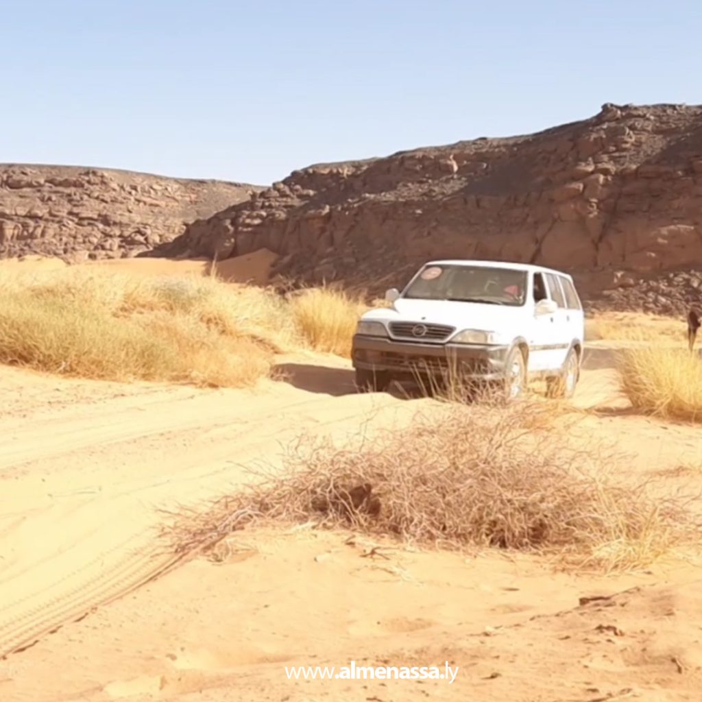 08 8 Wadi Atba's green gold: Wormwood, a desert plant with therapeutic and environmental benefits