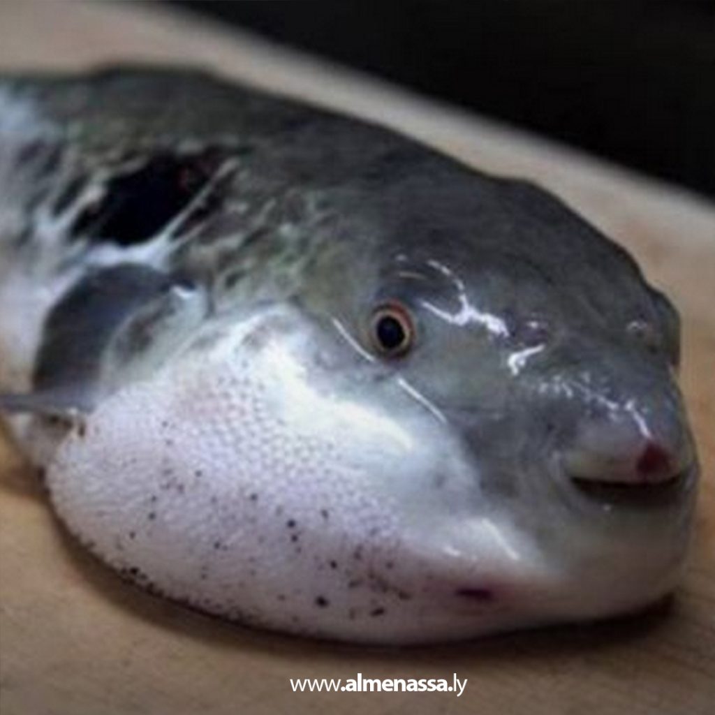 Extra 256 وزارة الثروة البحرية تُصدر تحذير هام بشأن سمكة الأرنب السامة وتمنع تداولها