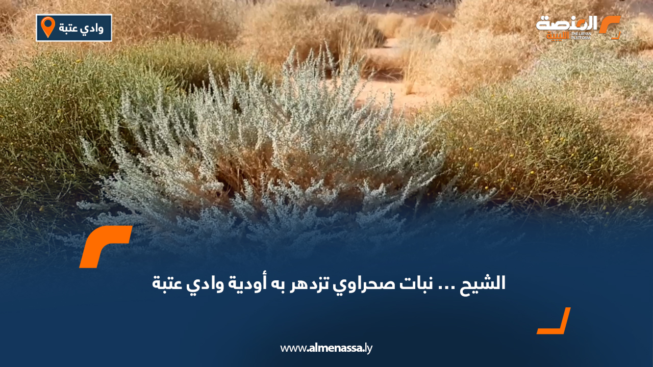 الشيح… نبات صحراوي تزدهر به أودية وادي عتبة
