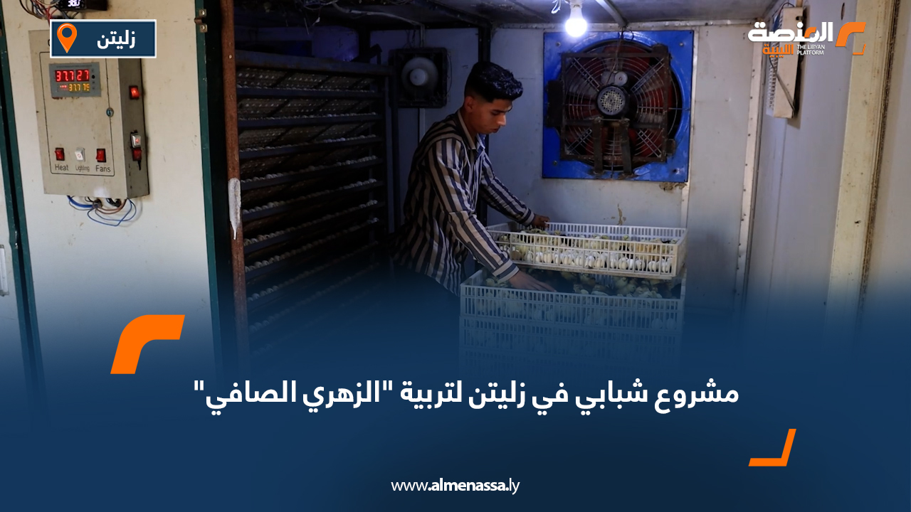 مشروع شبابي في زليتن لتربية "الزهري الصافي"