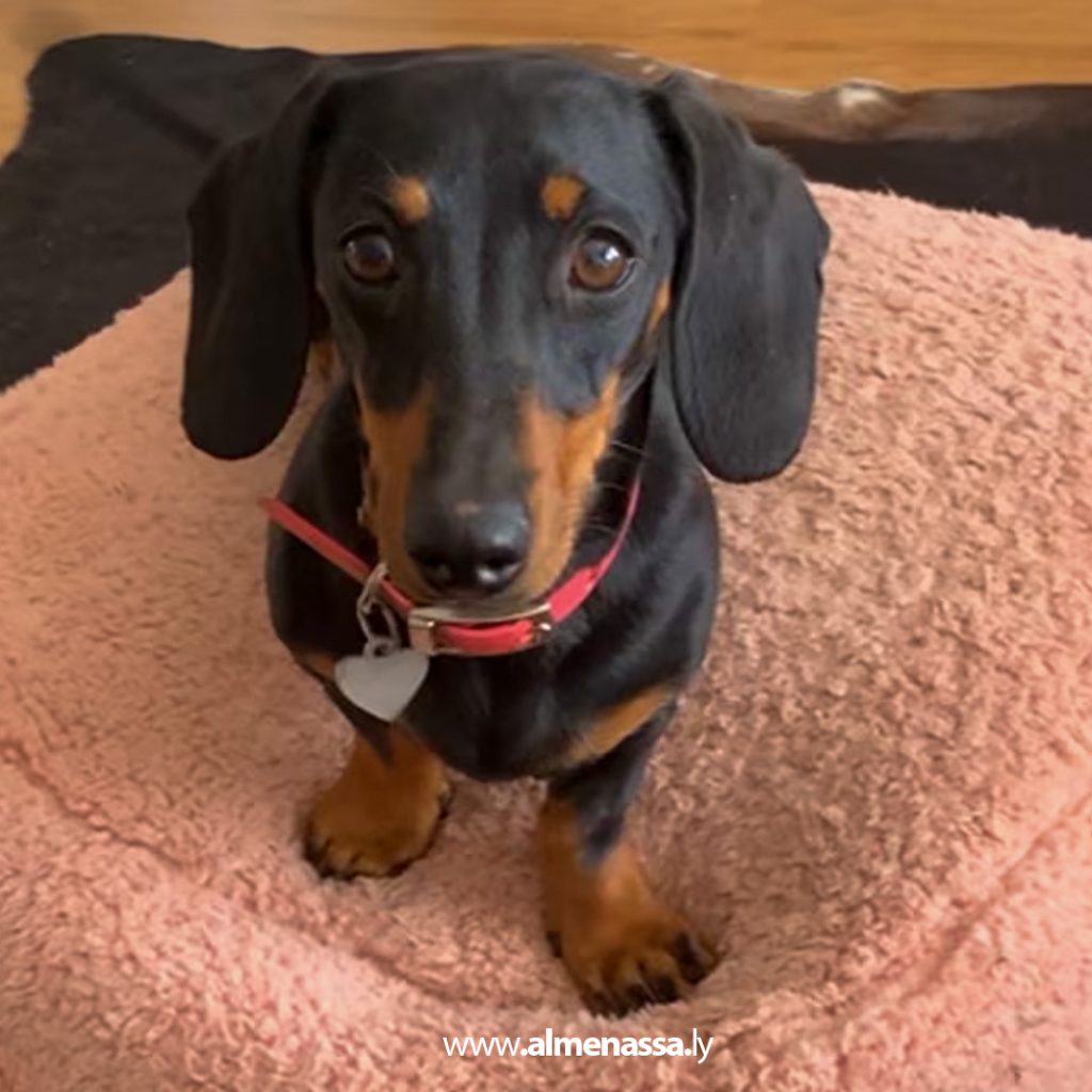 extra 300 العثور على كلبة ضائعة في جزيرة أسترالية بعد غياب دام 529 يومًا!