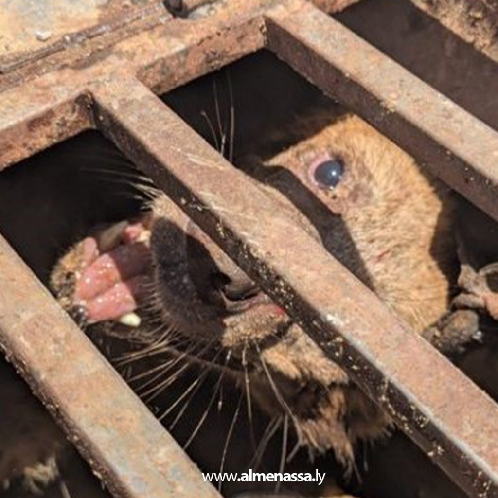 extra 304 مديرية أمن سبها تحبط محاولة إدخال حيوان الضبع لاستخدامه في أعمال السحر والشعوذة داخل المدينة