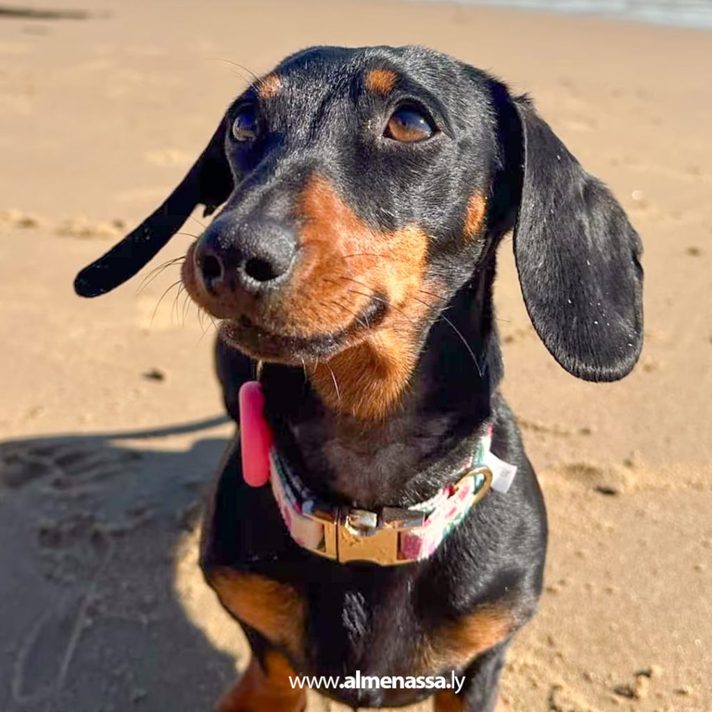 extraذ1 1 العثور على كلبة ضائعة في جزيرة أسترالية بعد غياب دام 529 يومًا!