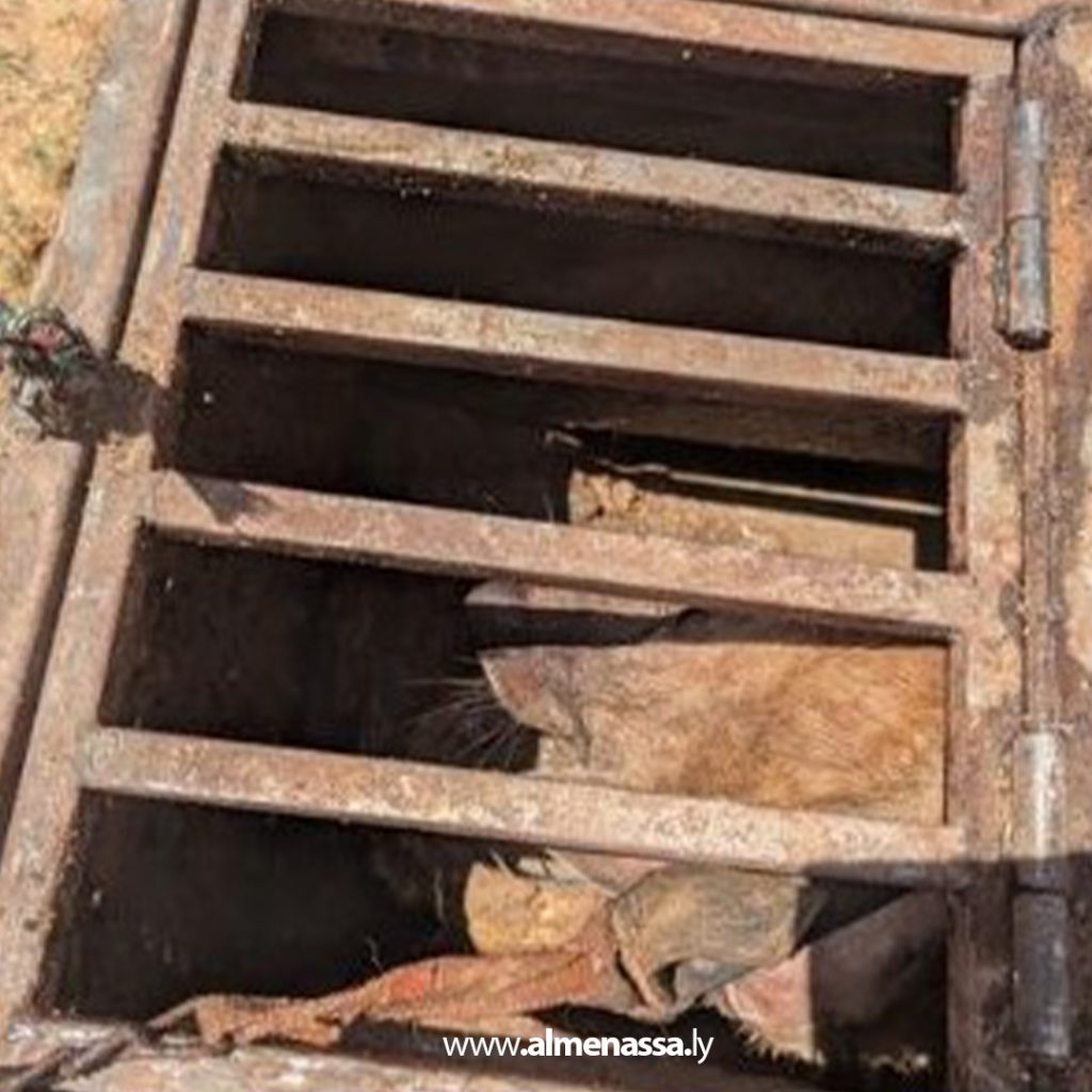 extraذذ 3 مديرية أمن سبها تحبط محاولة إدخال حيوان الضبع لاستخدامه في أعمال السحر والشعوذة داخل المدينة