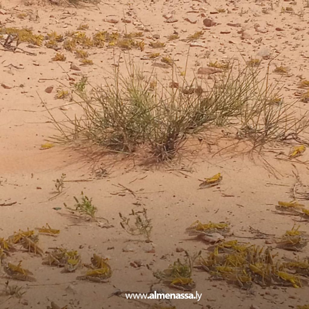 بسير  بلدية سرت تنشر صورا توثق جهود لجنة مكافحة الجراد الصحراوي
