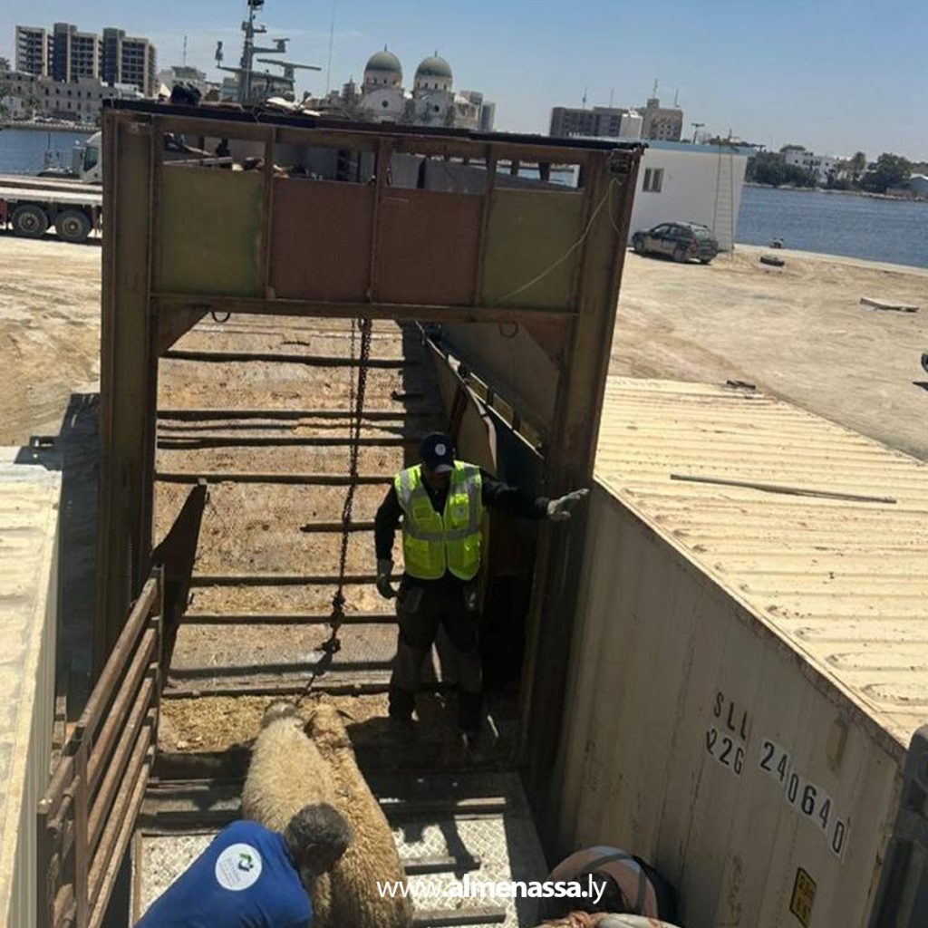 01 50 وصول شحنة أغنام إلى ميناء المنطقة الحرة جليانة قادمة من ميناء طرطوس بسوريا