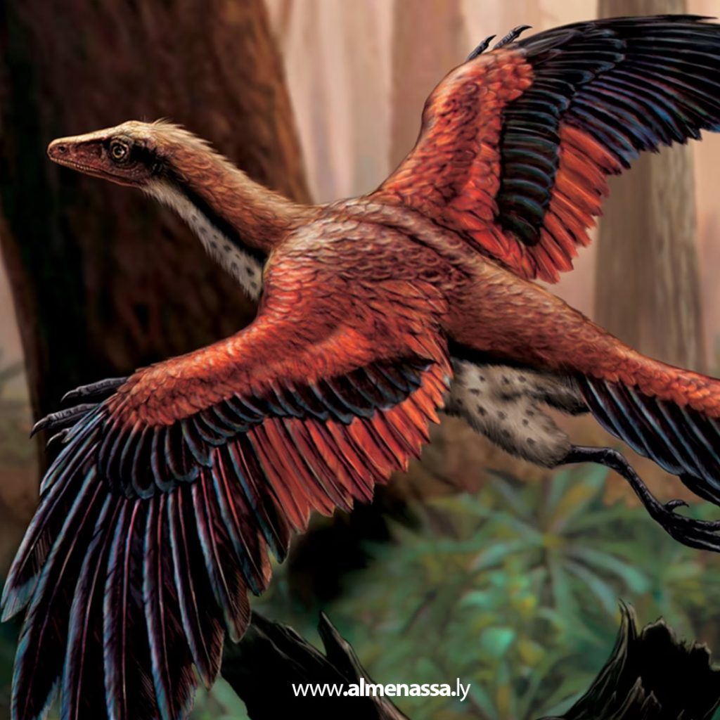 أحفورة نادرة تكشف أسرار قدرة أقدم طائر معروف على الطيران 1 01 61