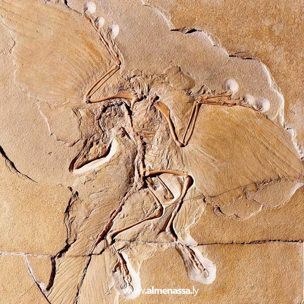 أحفورة نادرة تكشف أسرار قدرة أقدم طائر معروف على الطيران 2 02 47