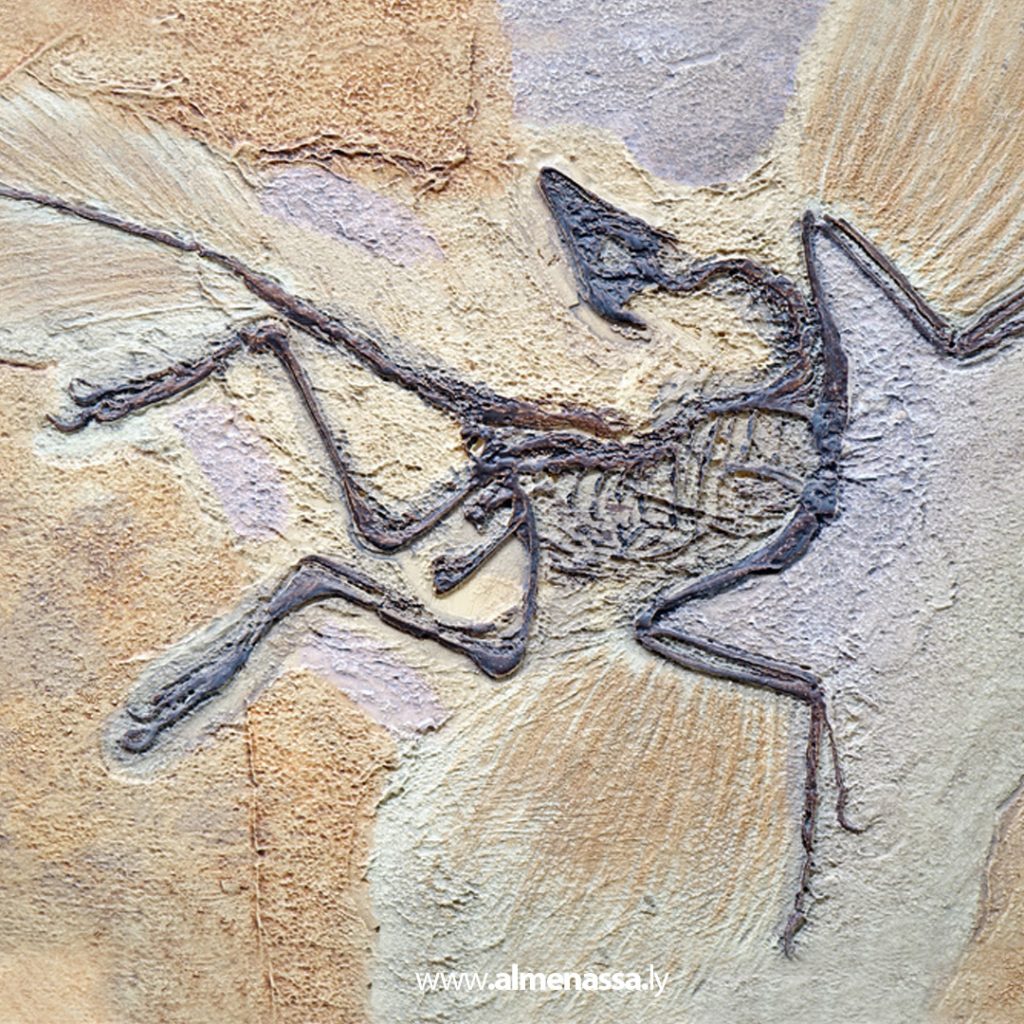 أحفورة نادرة تكشف أسرار قدرة أقدم طائر معروف على الطيران 3 03 39