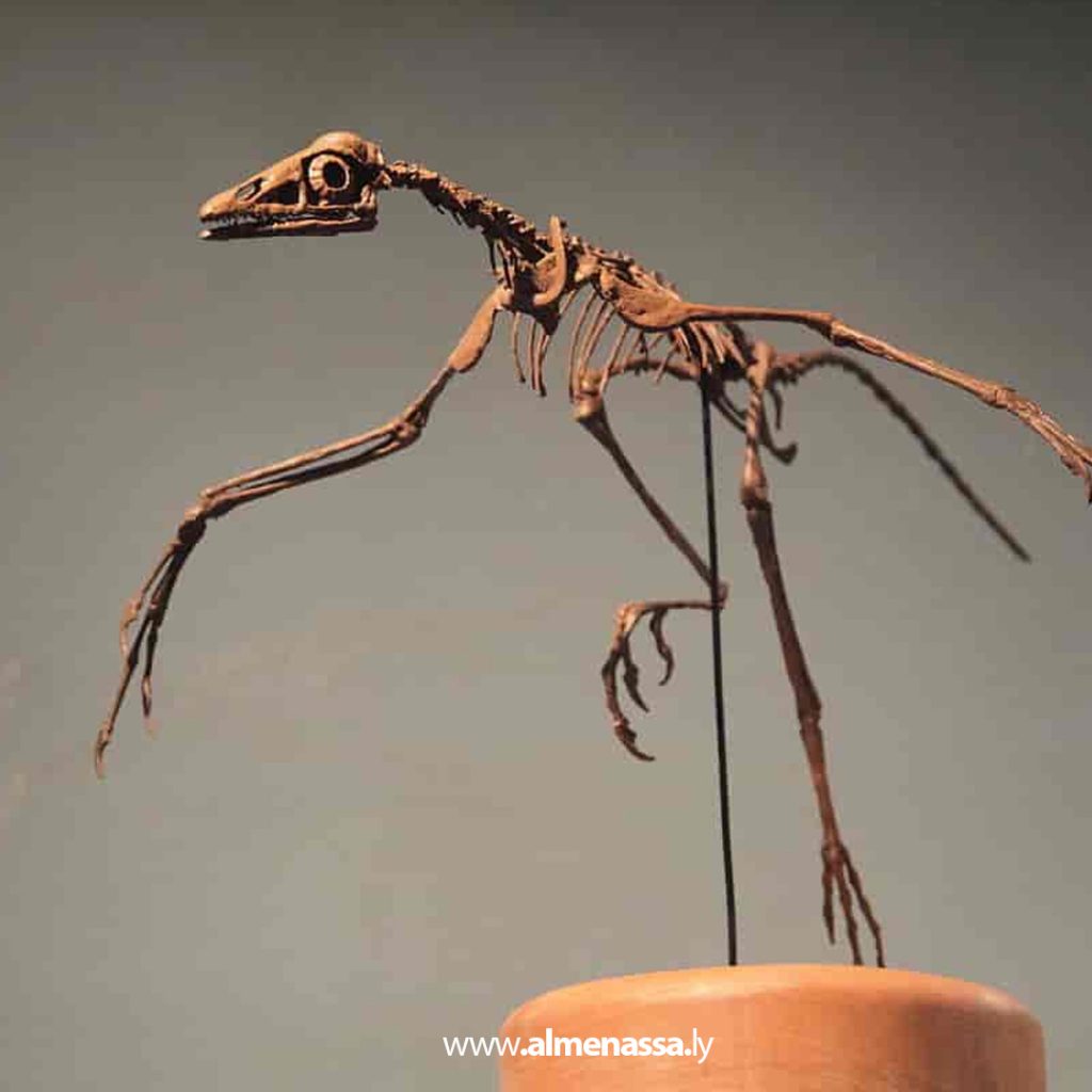 أحفورة نادرة تكشف أسرار قدرة أقدم طائر معروف على الطيران 5 04 27