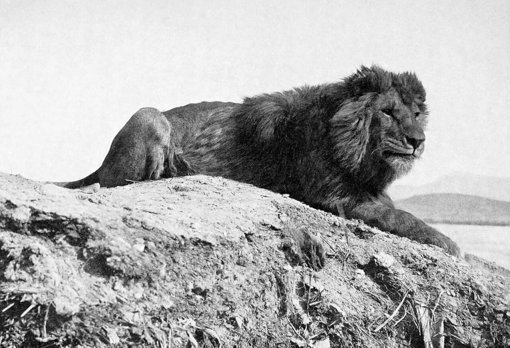 220px BarbaryLionB1898bw علماء يستخدمون التعديل الجيني لإحياء حيوانات منقرضة ومواجهة أزمة التنوع البيولوجي