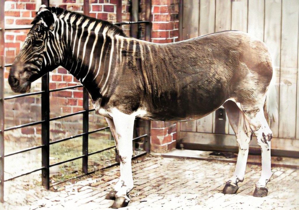 Equus quagga quagga coloured علماء يستخدمون التعديل الجيني لإحياء حيوانات منقرضة ومواجهة أزمة التنوع البيولوجي