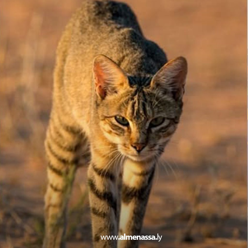 قط الرمال البري.. فصيلة نادرة مهددة بالانقراض في الصحراء الليبية 2 Extra 116.jpg1 116