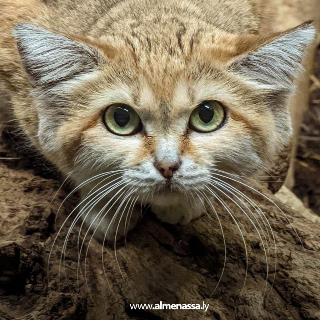 قط الرمال البري.. فصيلة نادرة مهددة بالانقراض في الصحراء الليبية 1 Extra 188